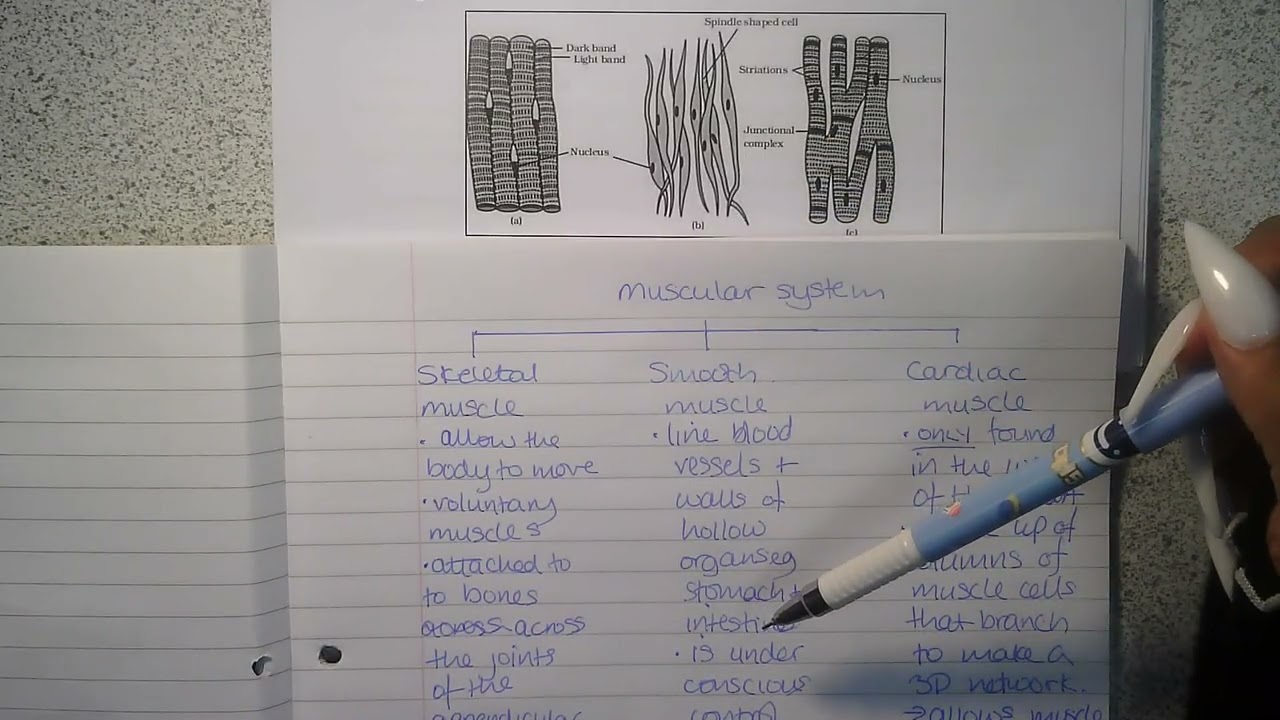 The muscular system   The musculoskeletal system
