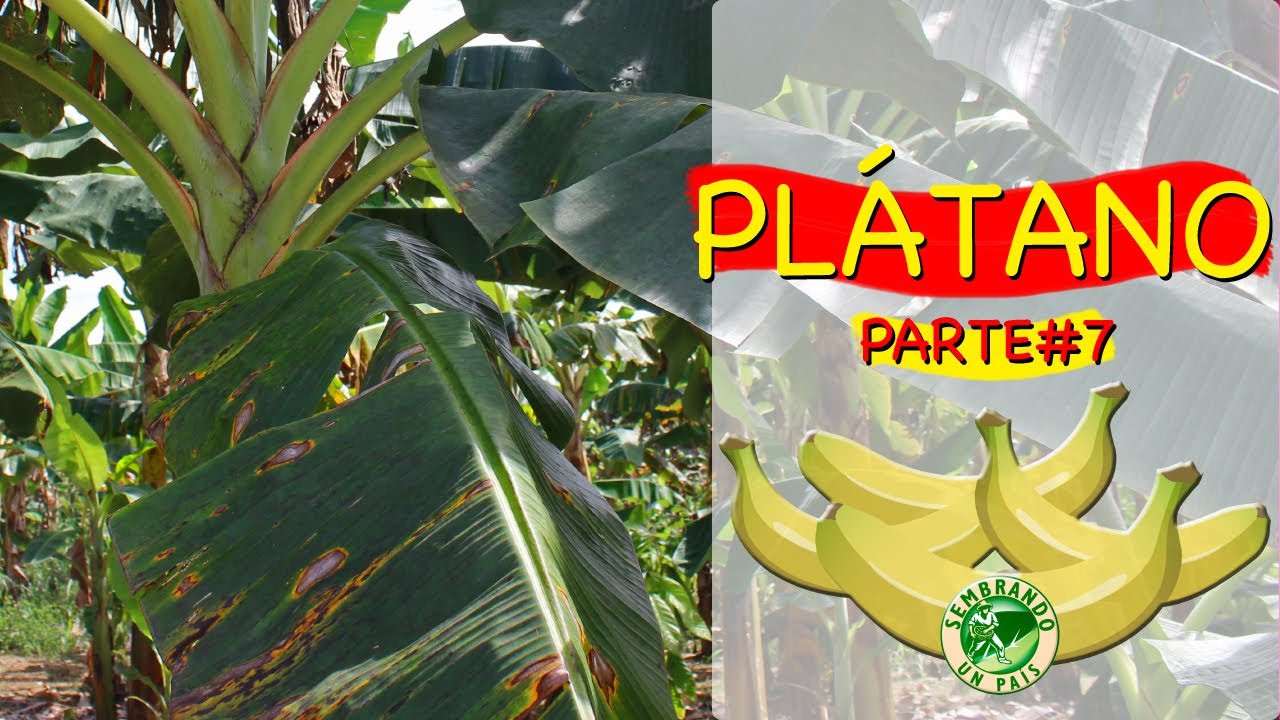 🌱🔱Plátano. Parte#7: Plagas y Enfermedades🔱🌱