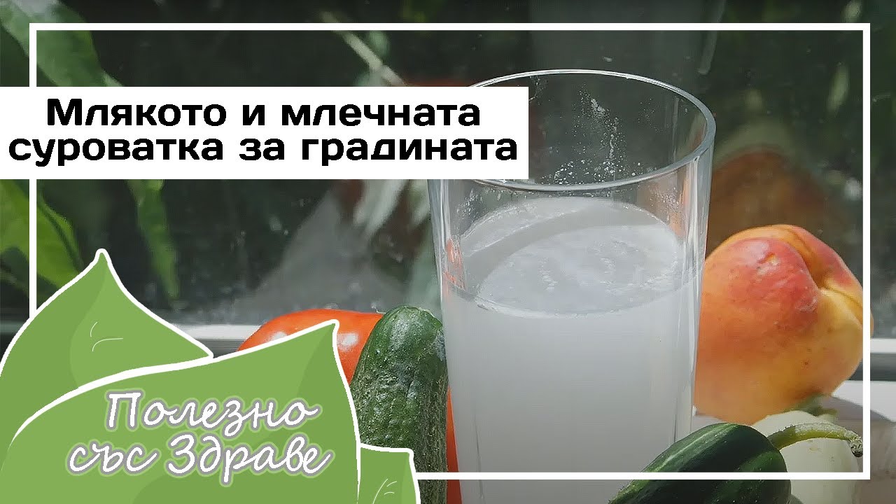 Молоко и сыворотка - полезные для сада