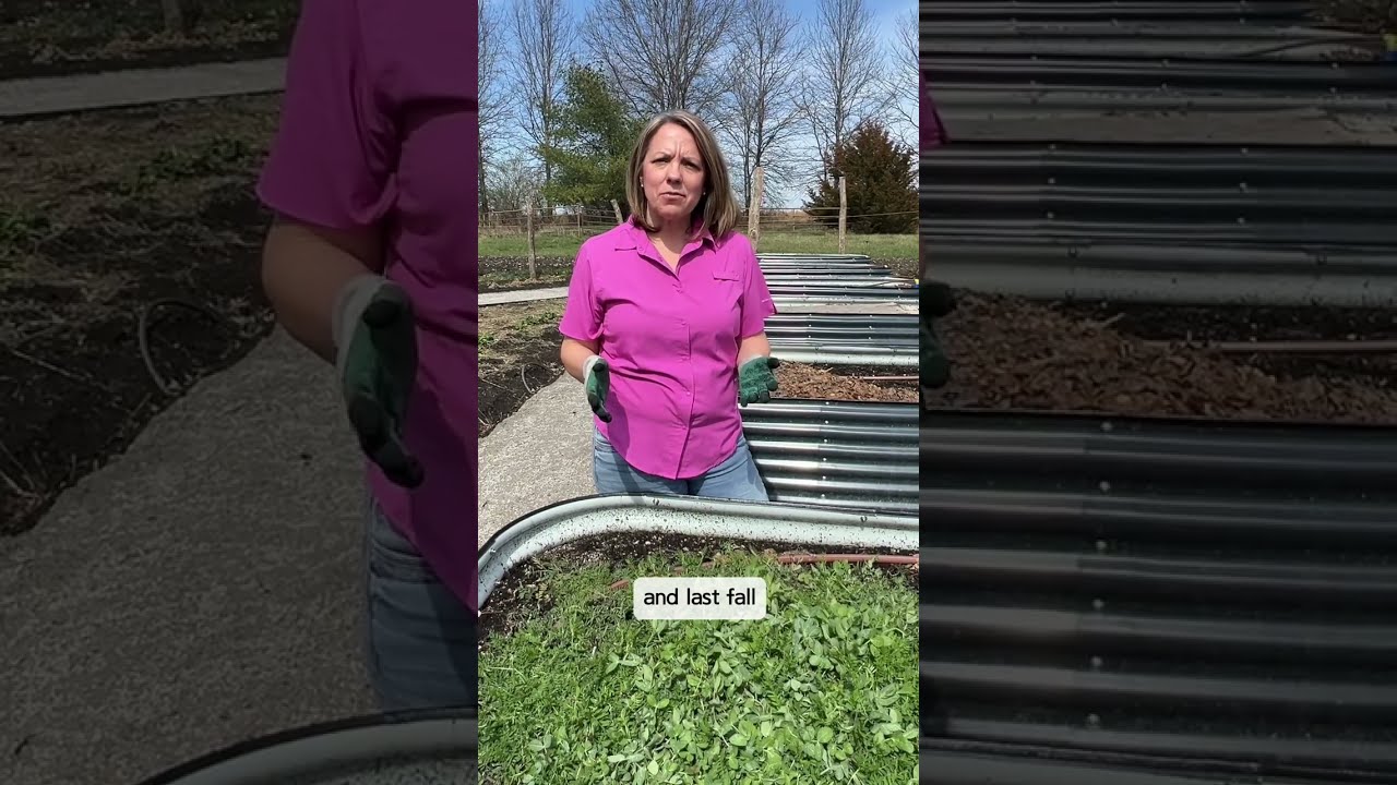 What to do with cover crops in the Spring? A natural way to add nutrients to your garden