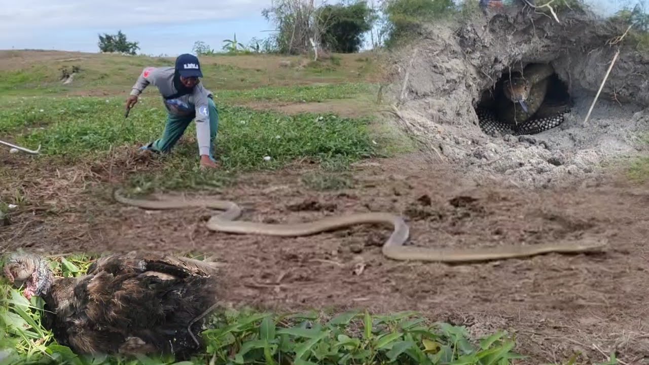 King cobra na umuubos na sa alagang pabo sa capas navy
