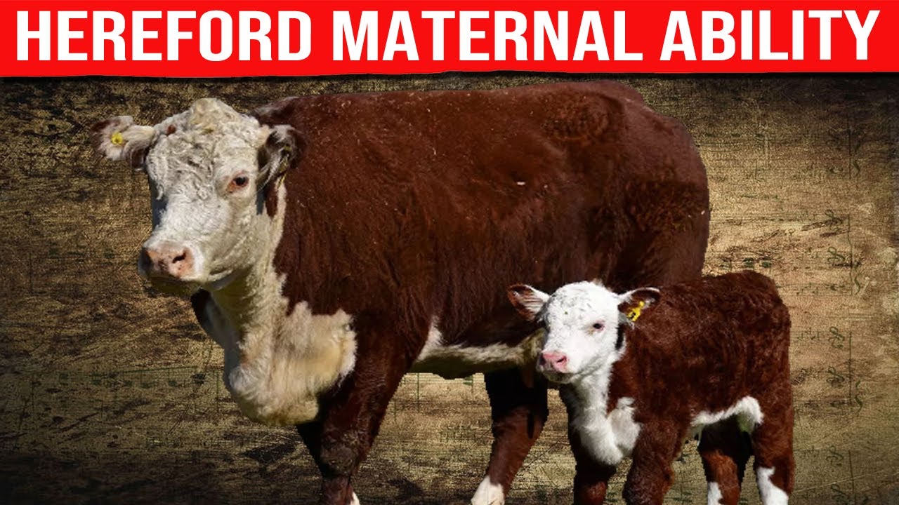🔴 HEREFORD BREED MATERNAL ABILITY ✅ Biggest Bulls And Cow