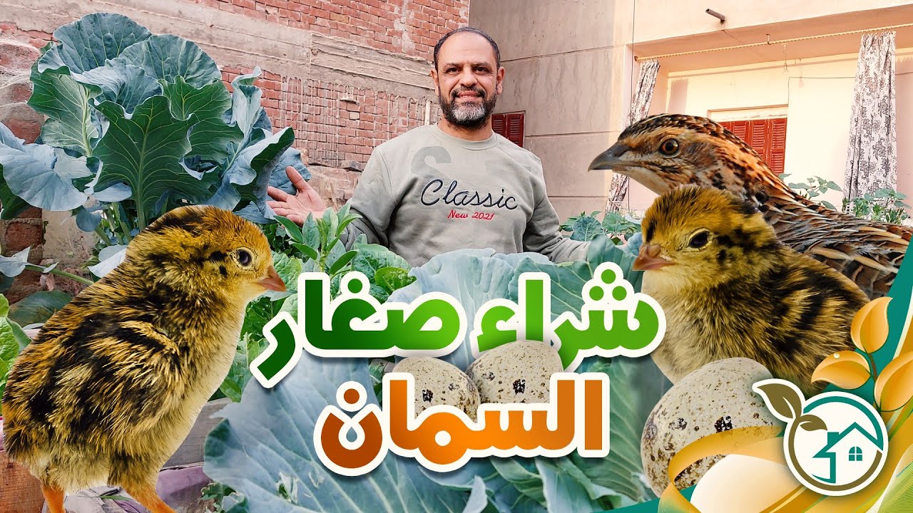 شراء سمان عمر يوم وكيف نستقبله الادويه اللازمه له