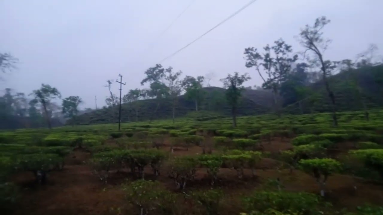 Rani bari Tea Garden.. wow 🤯😵