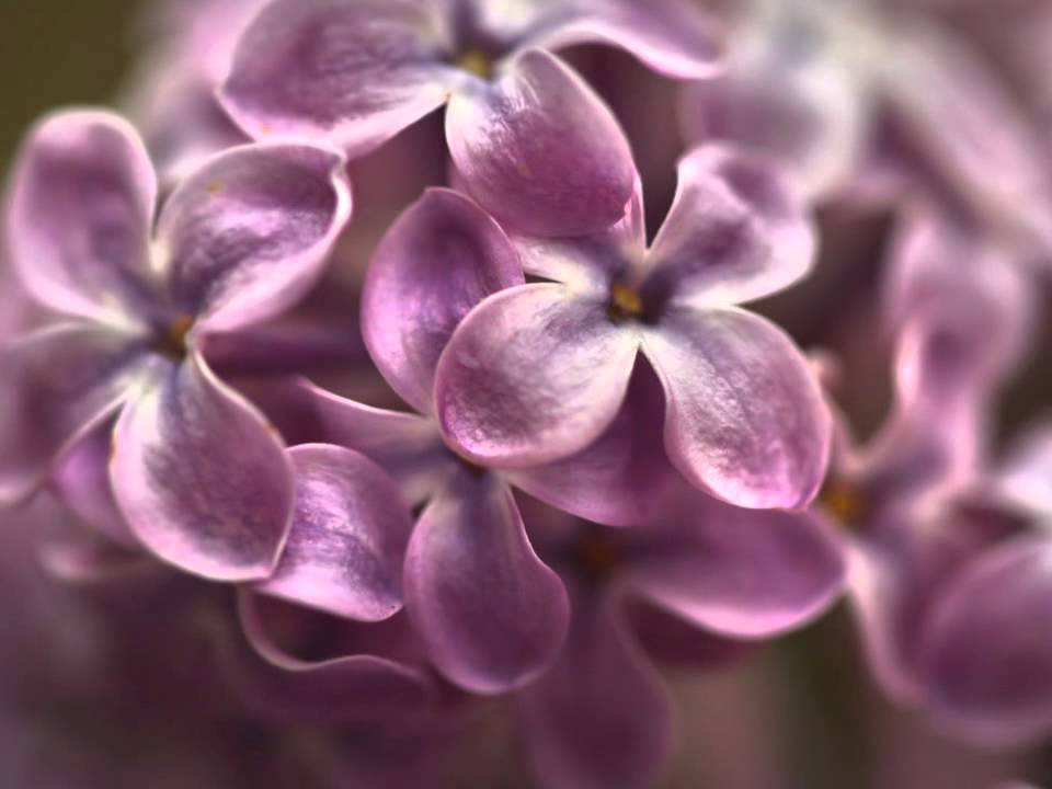 Nelson Eddy Sings - We'll Gather Lilacs