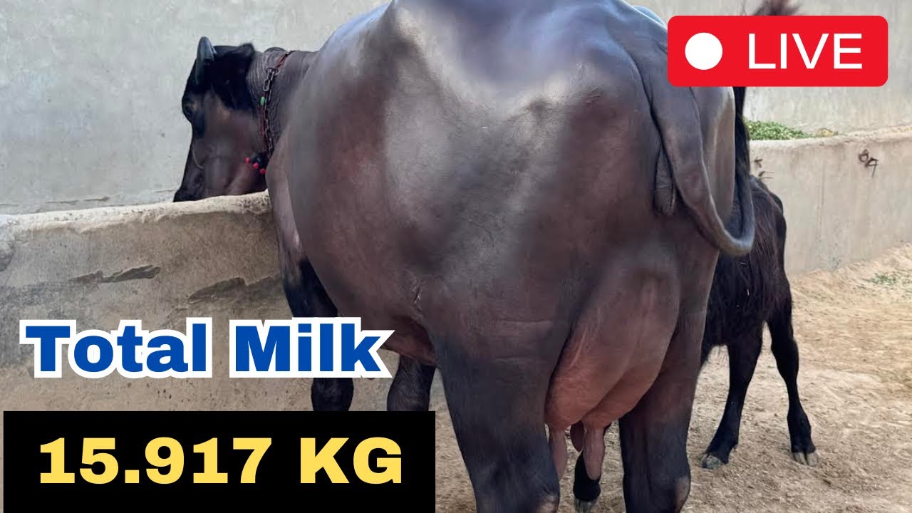 Live Final Milking 🔴 Daughter of Nawab | 2nd Timer | Mother Milk-13 Kg | Village-Kourwala, Mansa