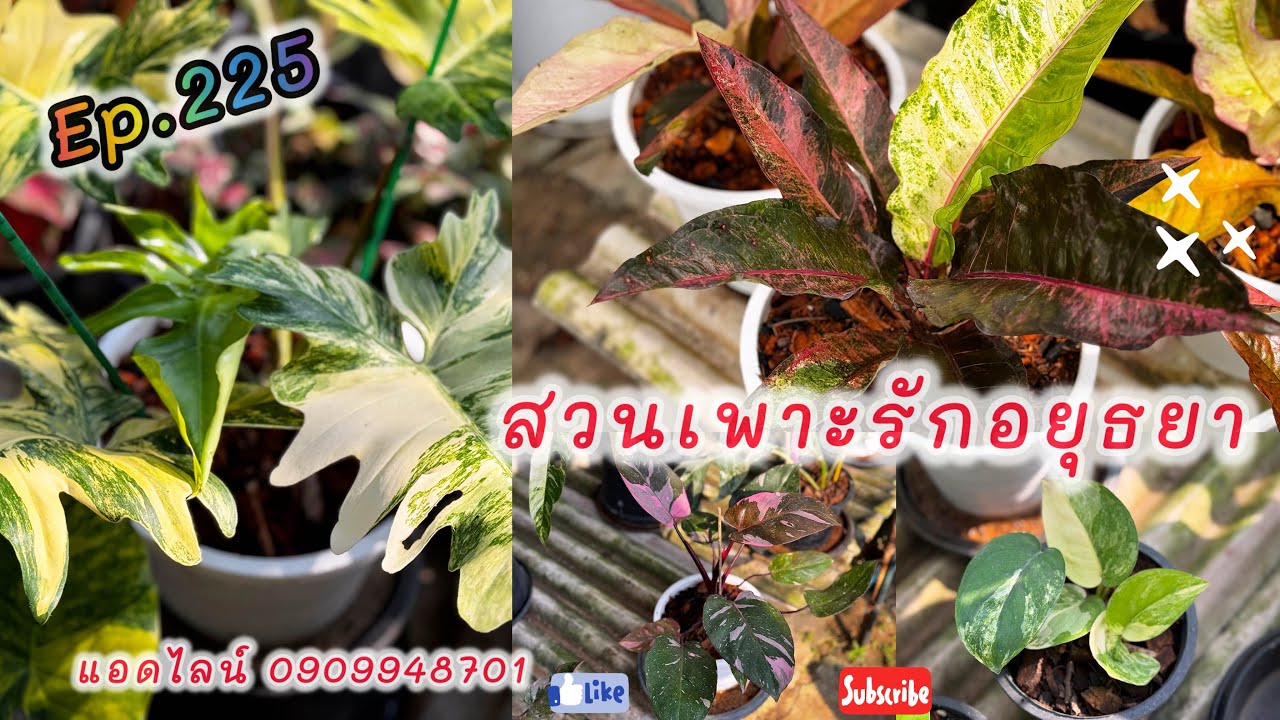 แบ่งปันไม้ เข้าใหม่สวยๆจ้า สวนเพาะรักอยุธยา ep.225 โทร แอดไลน์ 0909948701 #สวนเพาะรักอยุธยา #garden 