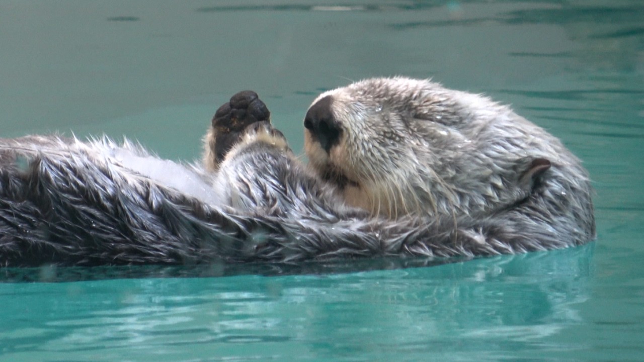 【ラッコ】鳥羽水族館キラちゃんパイロンから氷に乗り換える また眠くなっちゃった