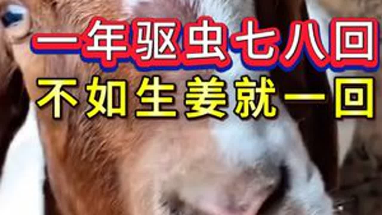 #养羊#牛羊养殖#新手养羊#养羊人