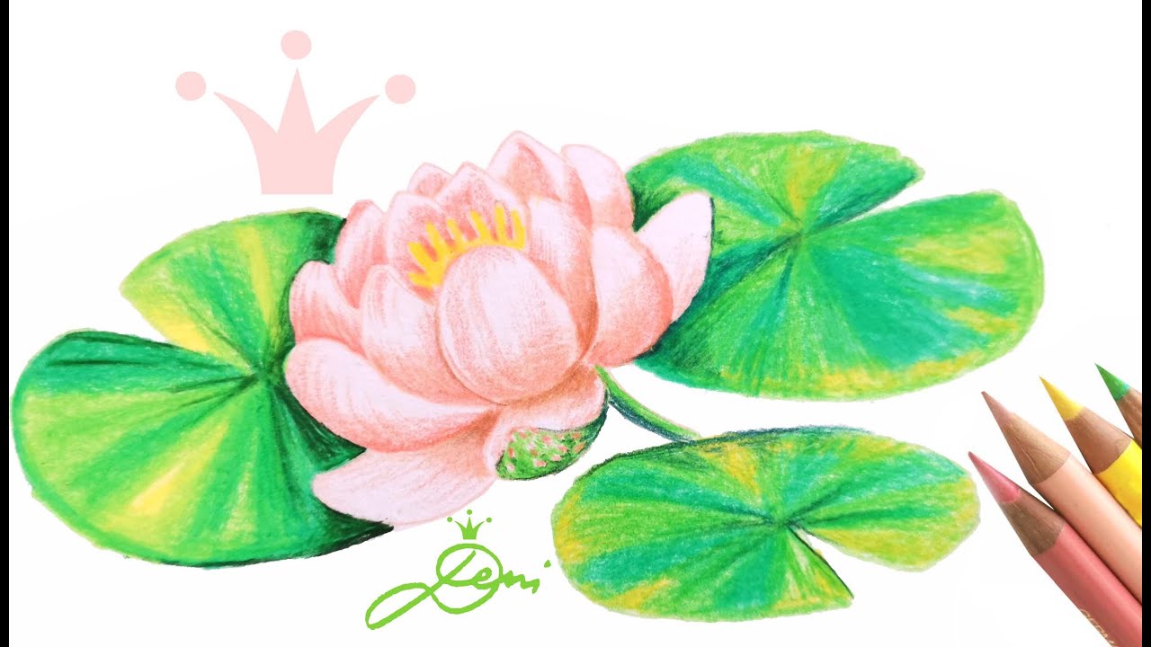 Seerose zeichnen lernen 🌸 Blume malen 🌸 Deni zeichnet Blumen 🌸  How to draw a water lily