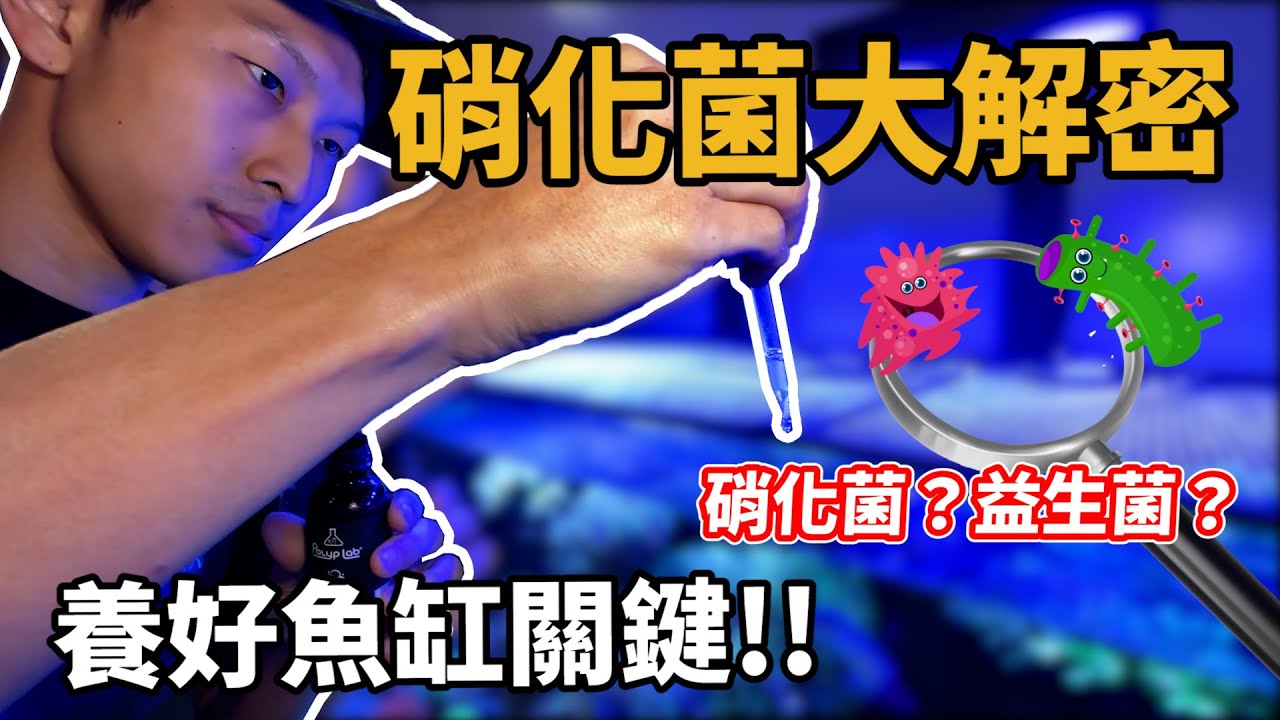 【藍箱水族】細菌如何救魚缸？硝化菌、益生菌全解析！