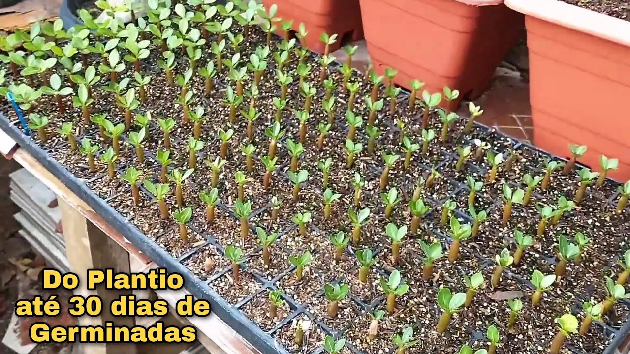 ✓PASSO A PASSO, Todas as Etapas da GERMINAÇÃO DE MINHAS  SEMENTES DE ROSAS DO DESERTO