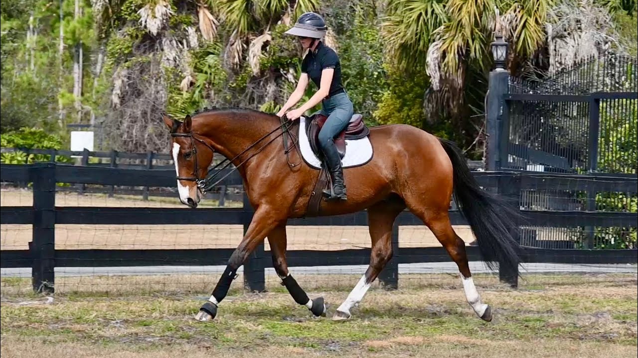 Titan 5 yr old Gelding-TB flat & small jumps at end 