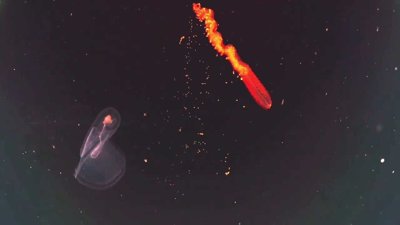 Uncle Catfish - 淵 abyss (sneak peak)