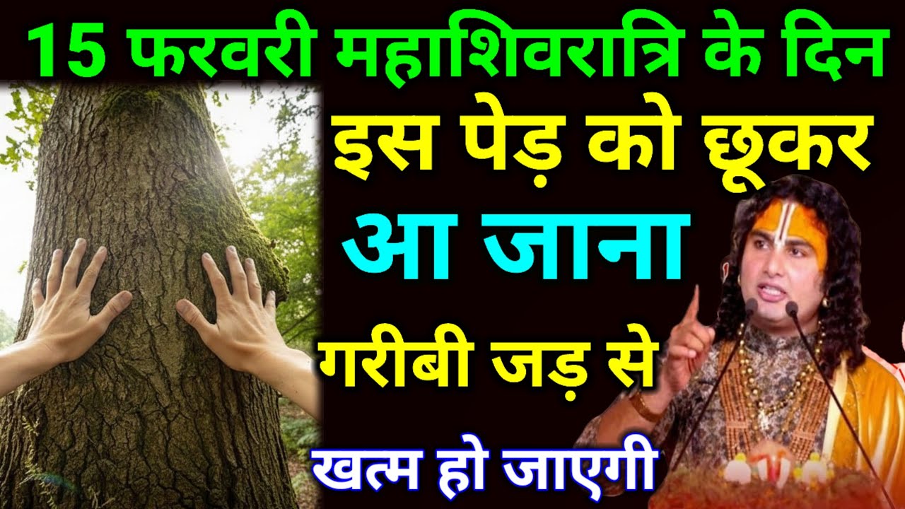 15 फरवरी महाशिवरात्रि के दिन इस पेड़ को छूकर आ जाना छप्पड़ फाड़ पैसा बरसेगा.#Mahashivratri_2026