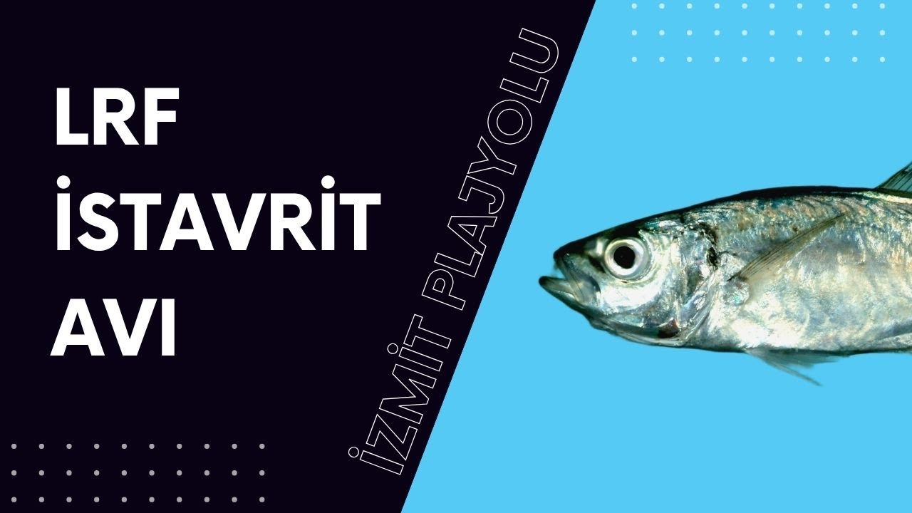İzmit Lrf İstavrit Avı