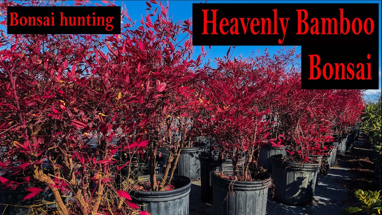 Nursery hunting for heavenly bamboo pre Bonsai, Beautiful red colors!, Nandina