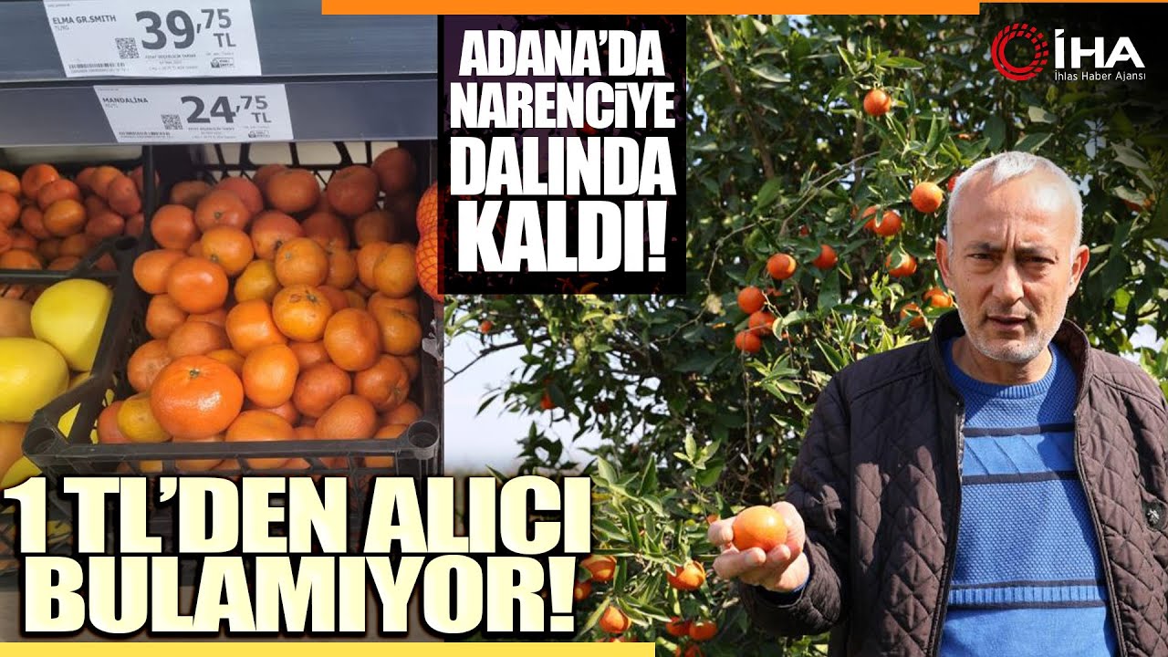 Adana'da Para Etmeyen Narenciye Bahçede Kaldı