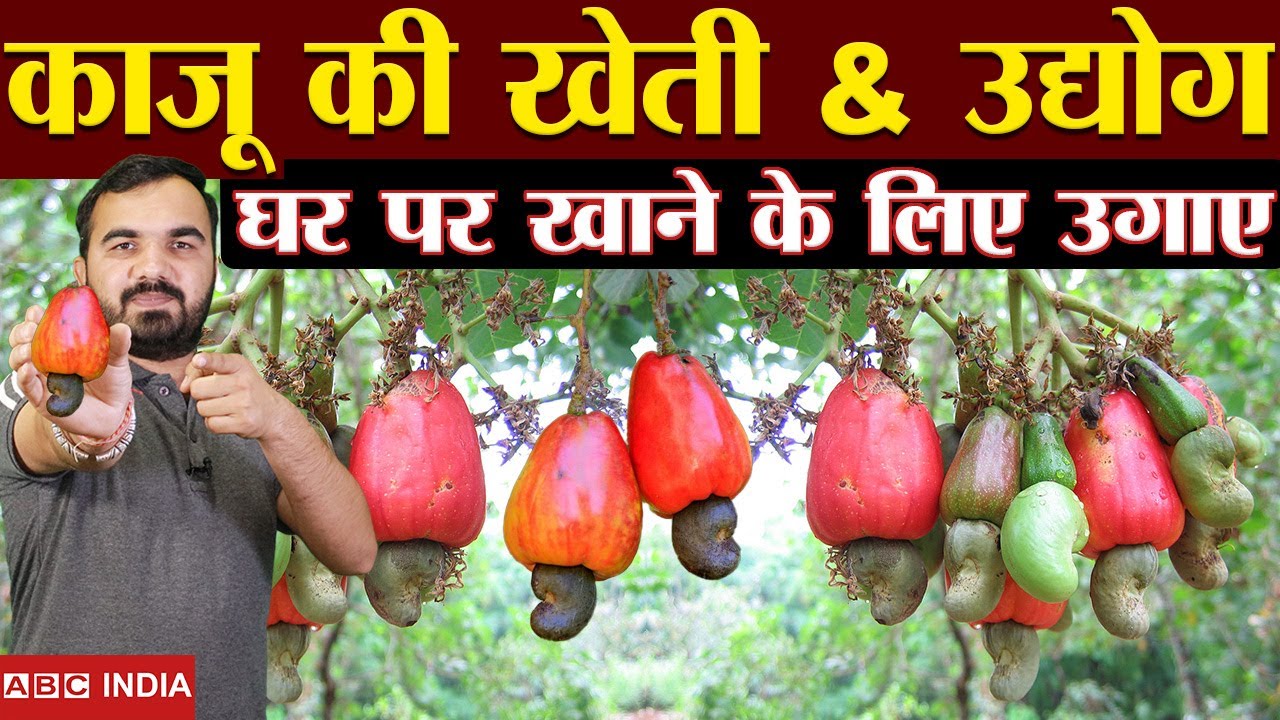 काजू की खेती | cashew processing | cashew farming| kaju ki kheti | kaju ka ped kaisa hota hai #kaju