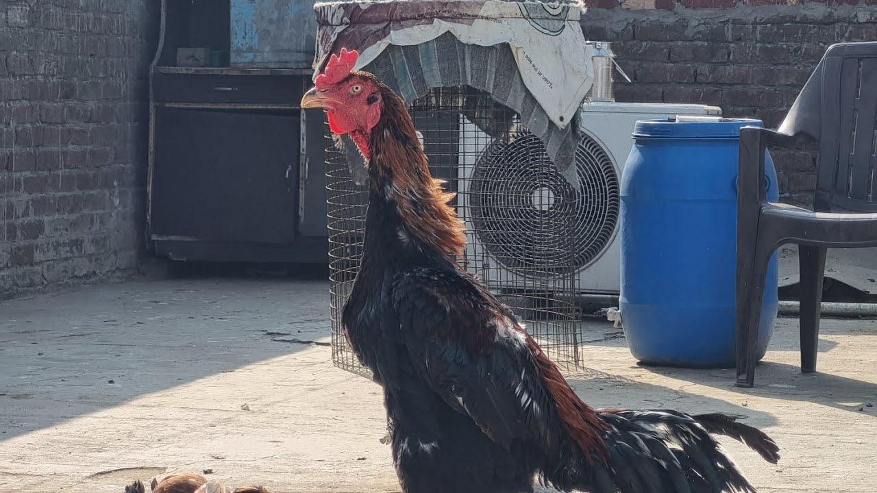 Egg kyu nhi de rahi madiya