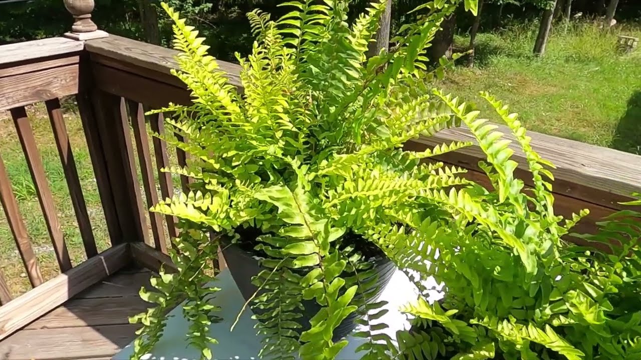 Dividing and repotting a frozen Boston fern.