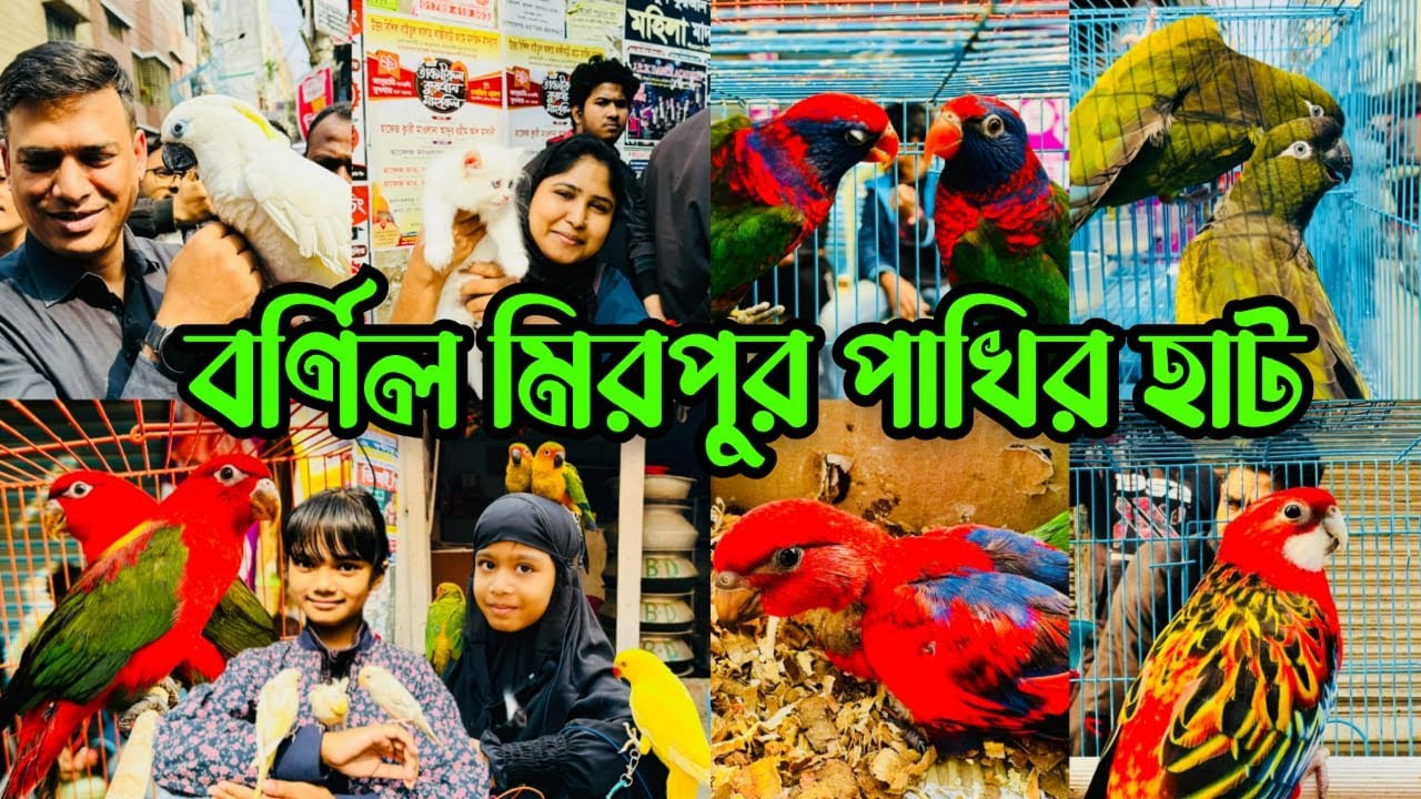 রঙ্গিন পাখিতে বর্ণিল মিরপুর ১ পাখির হাট | Mirpur 1 Pakhir Hat | Birds Pri’ce BD 