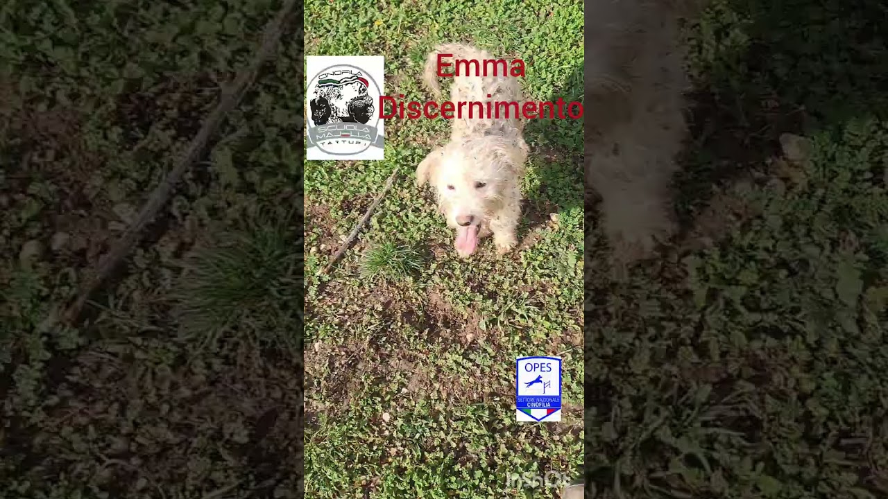 Emma discernimento olfattivo.  Di Bacco Luigi. 