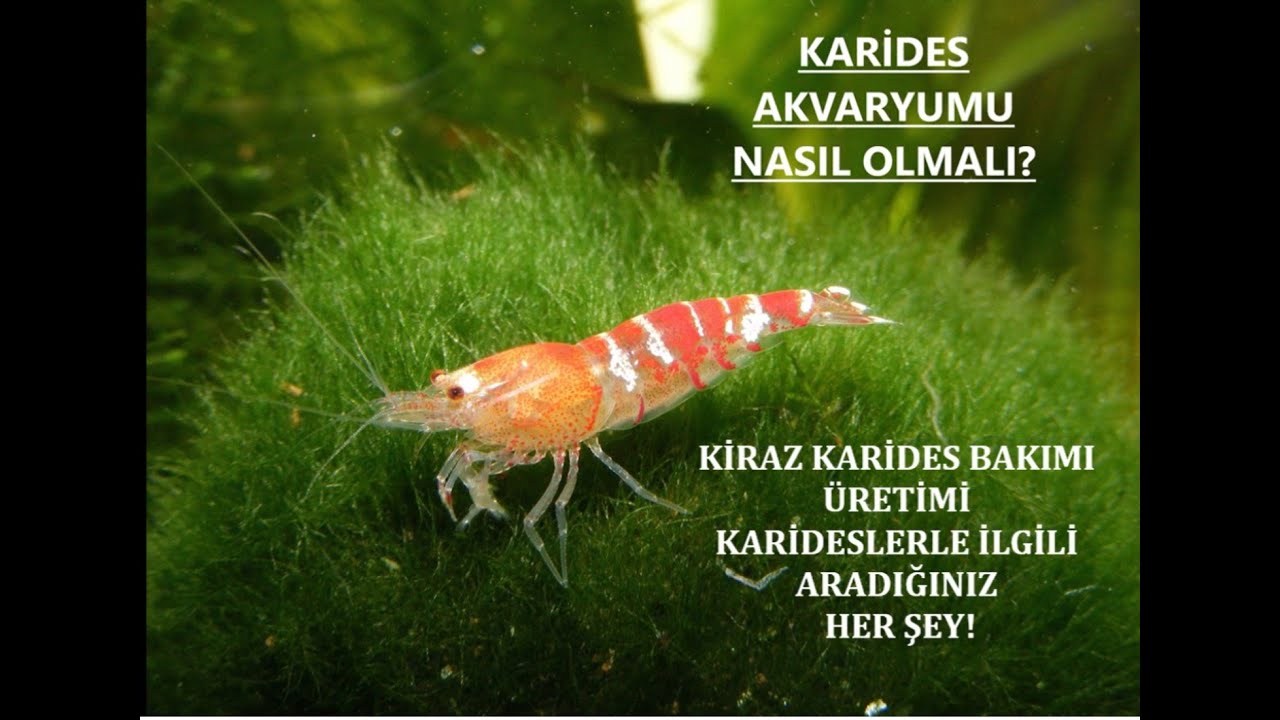 Karides Akvaryumu Kurulumu / Kiraz Karides Bakımı - Üretimi