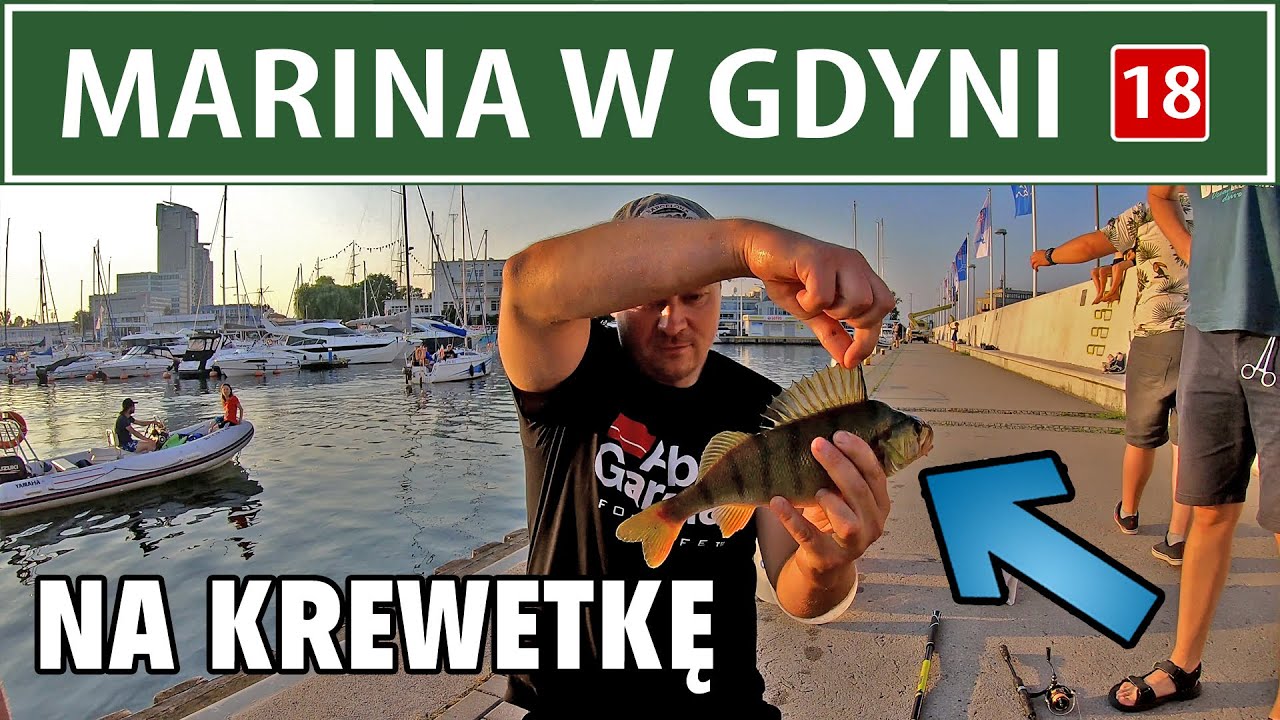 GDYNIA ➤ MARINA - okonie na KREWETKĘ łowimy latem...