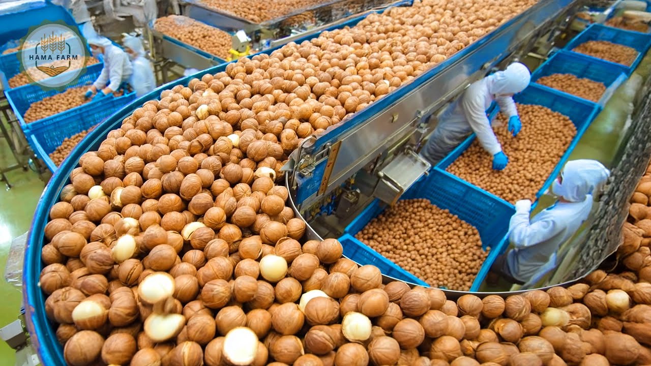 How to Process 37 Million Pounds of Macadamia Nuts In A Processing Factory
