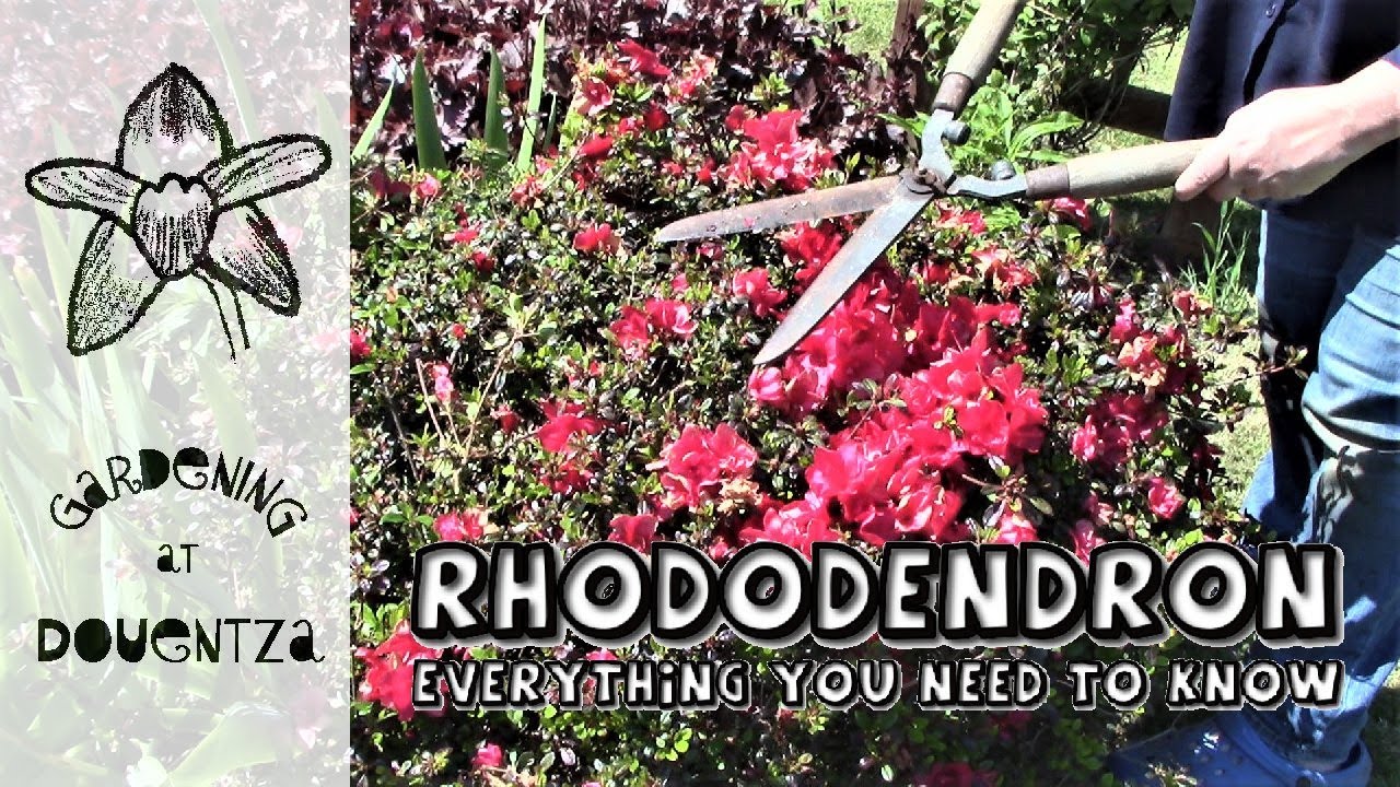 Rhododendron || Everything You Need to Know || what is an azaleas, care, pruning, deadheading, soil