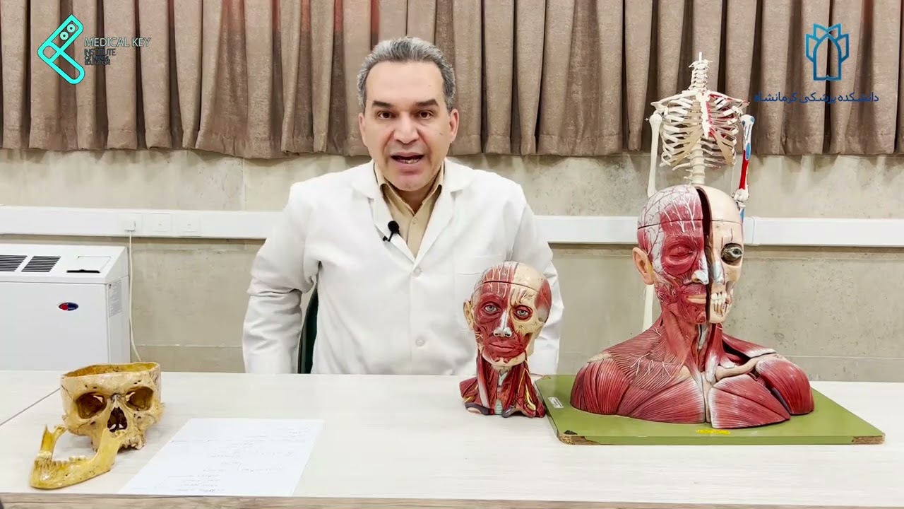 Persian Anatomy, Anatomy of the Innervation of face, عصب دهی ناحیه صورت