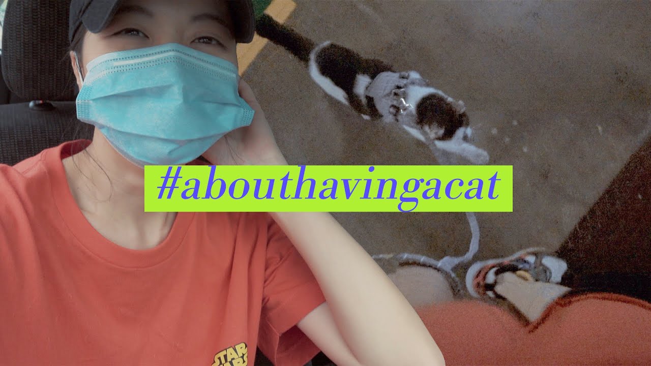 【CO VLOG】遛貓 + 新手鏟屎官/貓奴分享領養經歷 + 笨喵逼不得已的洗澡