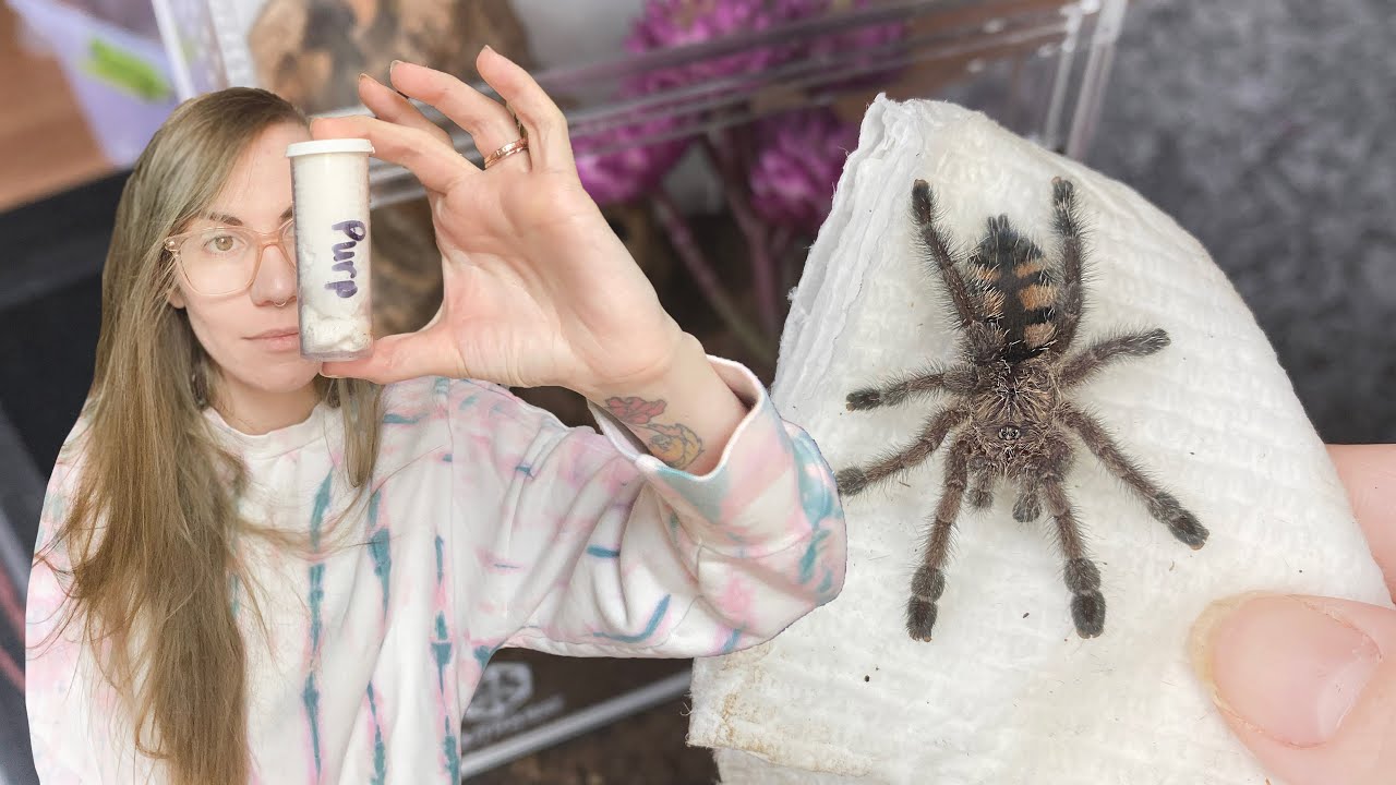 my second try keeping this tarantula .. UNBOXING