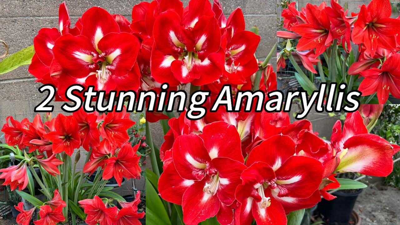 My top 2 Amazing Amaryllis! So many blooms! #garden #plants #nature #gardeningplants