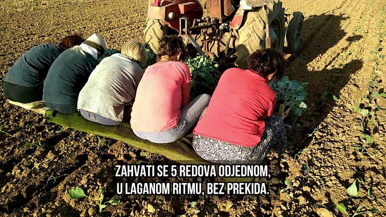 Sadnja i zalivanje kupusa