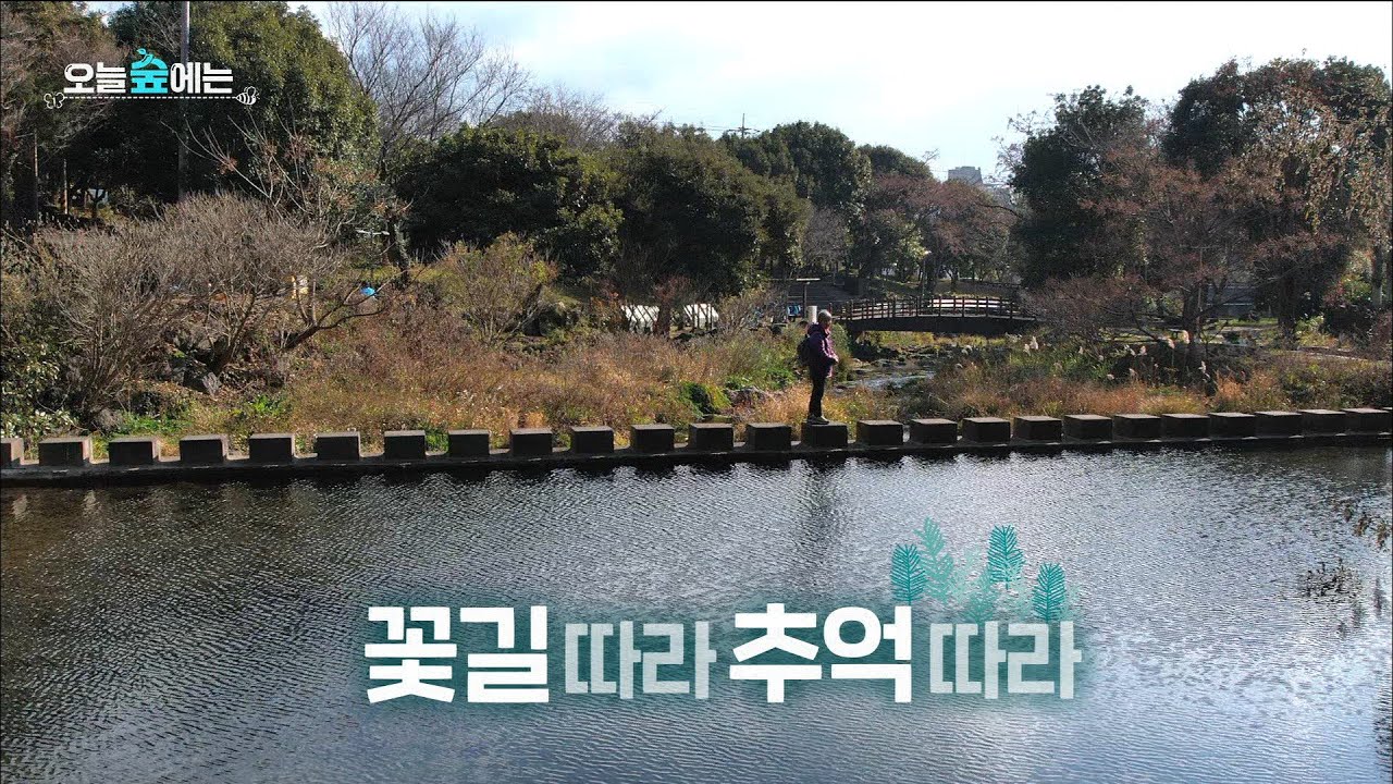 보물섬 오늘숲에는 [꽃길따라 추억따라 솜반천] KBS제주 250204 방송