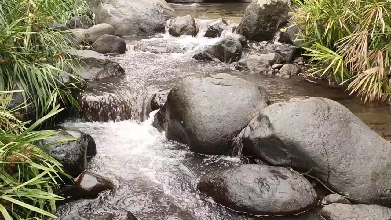 Forest River, Relaxing Nature Sounds l Sleep, Relax and Study Focus