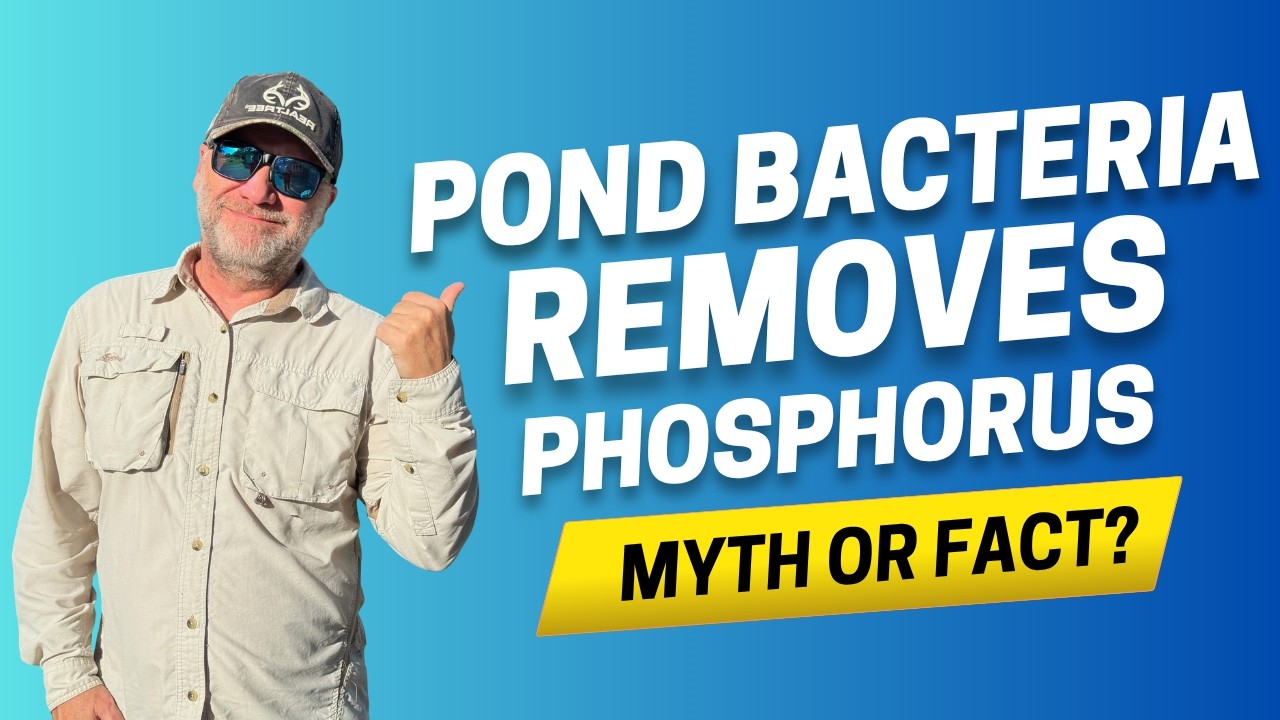 Clarifying The Myth That Beneficial Bacteria Removes Phosphorus From A Pond