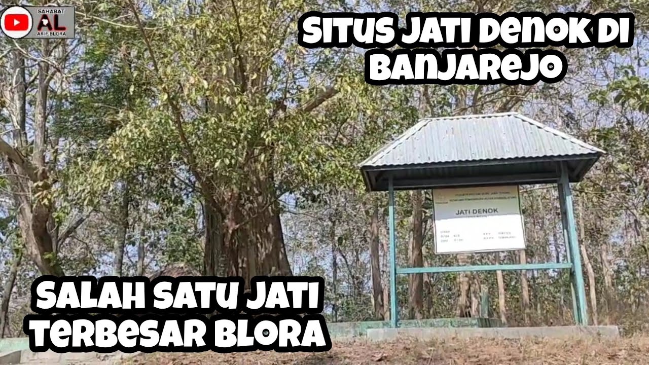JATI DENOK Salah Satu Situs Budaya Di Pedalaman Hutan Blora Harga Ditaksir 1 Miliar