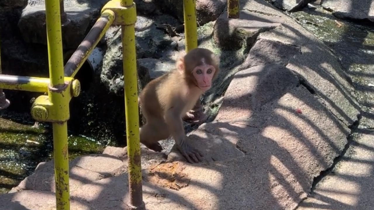 番外編 パンチくんに引けを取らない可愛さ！【番外編】【茶臼山動物園】ニホンザル
