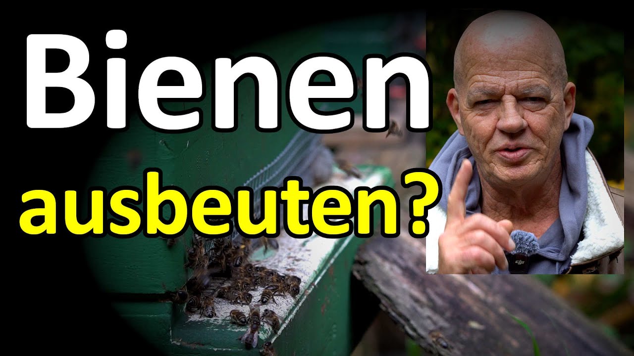 Bienen ausbeuten? Warum Hobbyimker keine Berufsimker sind! #Gewinnmaximierungsimker