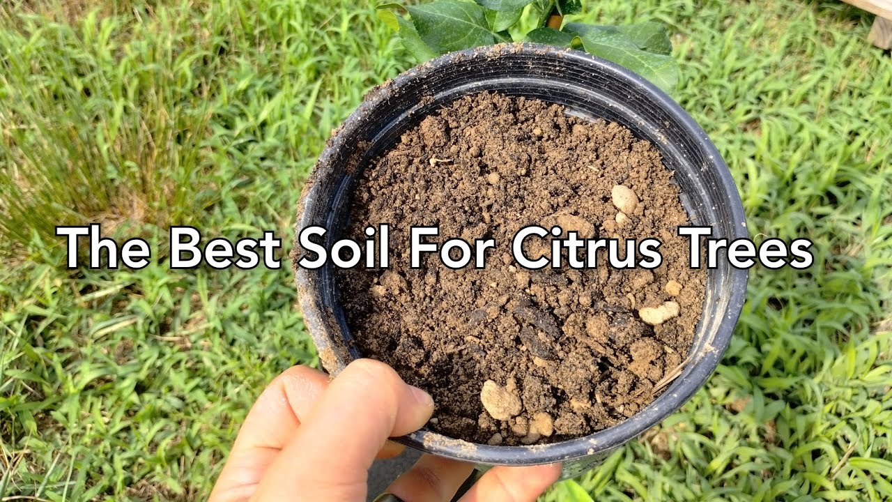 The BEST Soil For Citrus Trees (No Root Rot!)