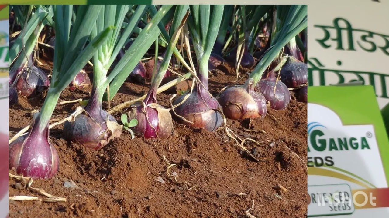 पंचगंगा प्याज बीज अरावली नई वैरायटी 80-85 दिन#farming #agriculture #garlic #onion #indianfarmer 