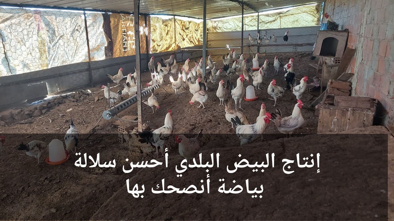 أحسن سلالة بياضة شاهد كم بيضة نحصل عليها في اليوم من القطيع