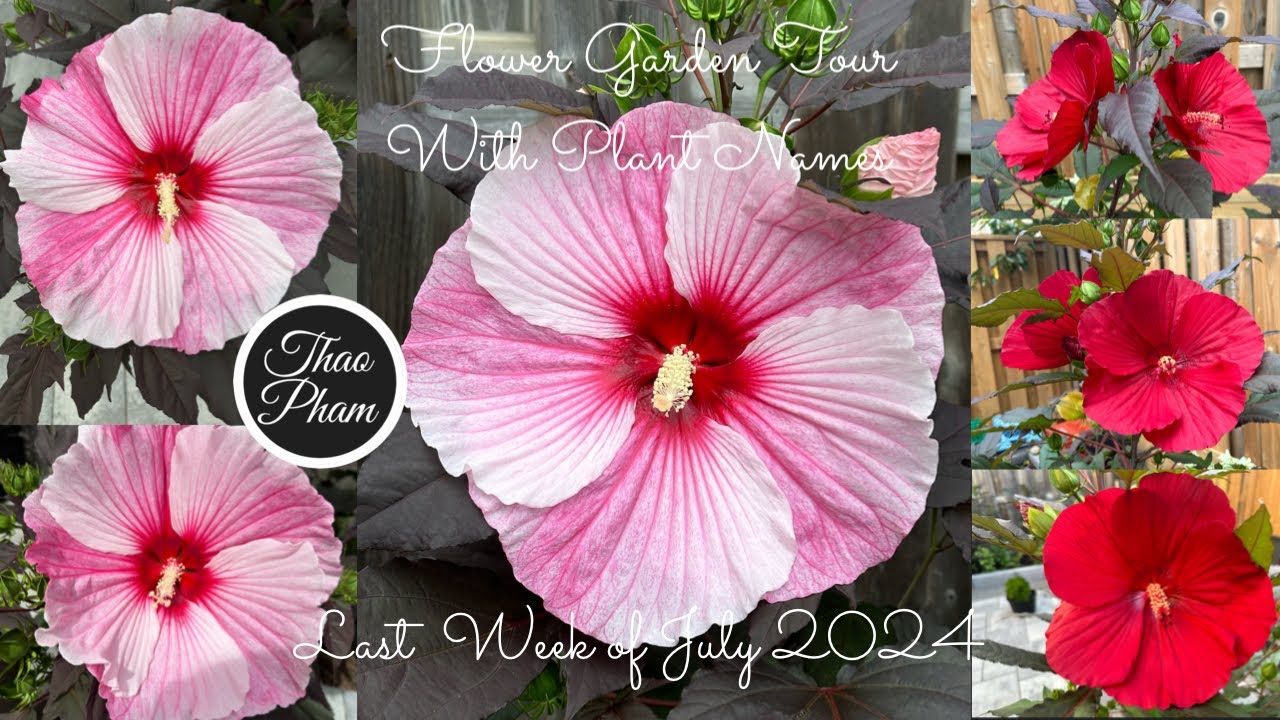 Flower Garden Tour - Last Week of July 2024 in zone 5