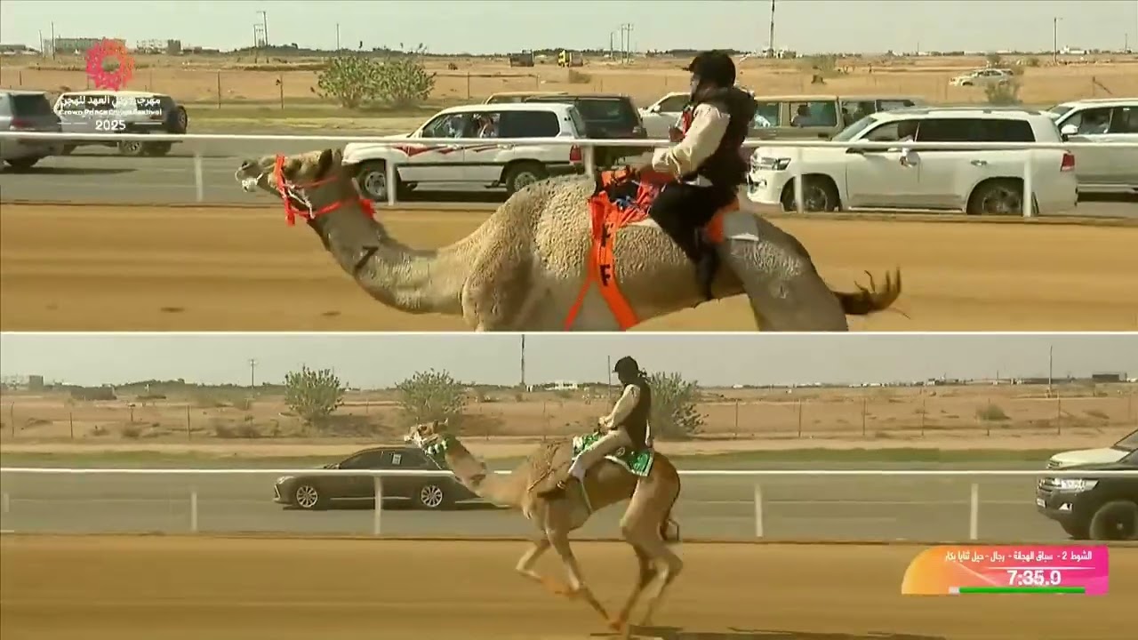 الشوط 2 سباق الهجانة - رجال - حيل وثنايا بكار مساء يوم الأحد 07-09-2025 من 