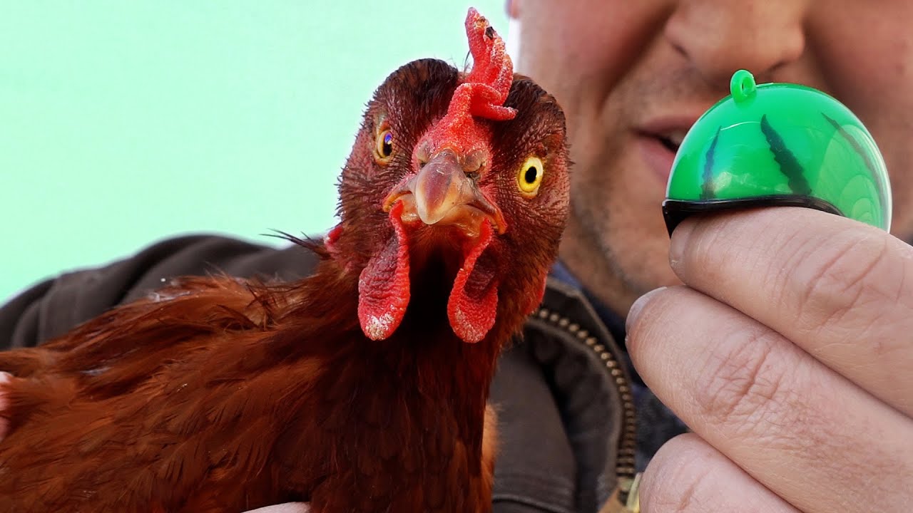 A Helmet for My Bullied Chicken