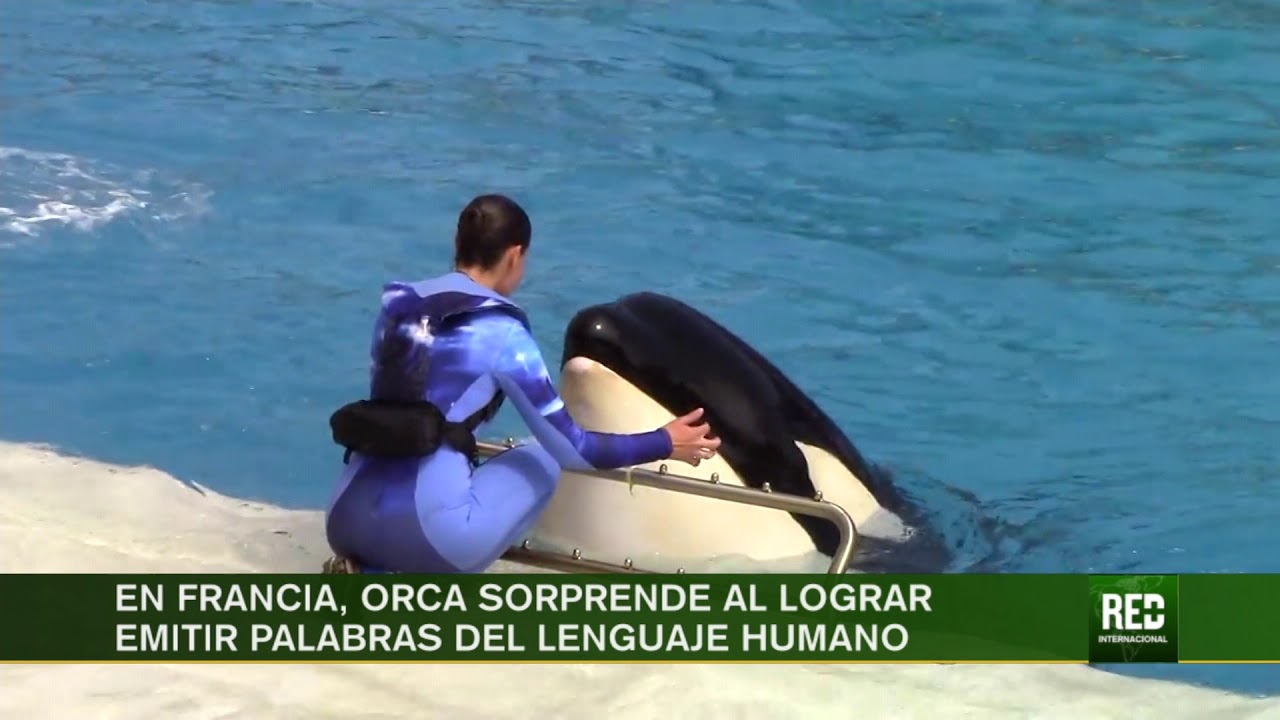 RED+ |En Francia, orca sorprende al lograr emitir palabras del lenguaje humano