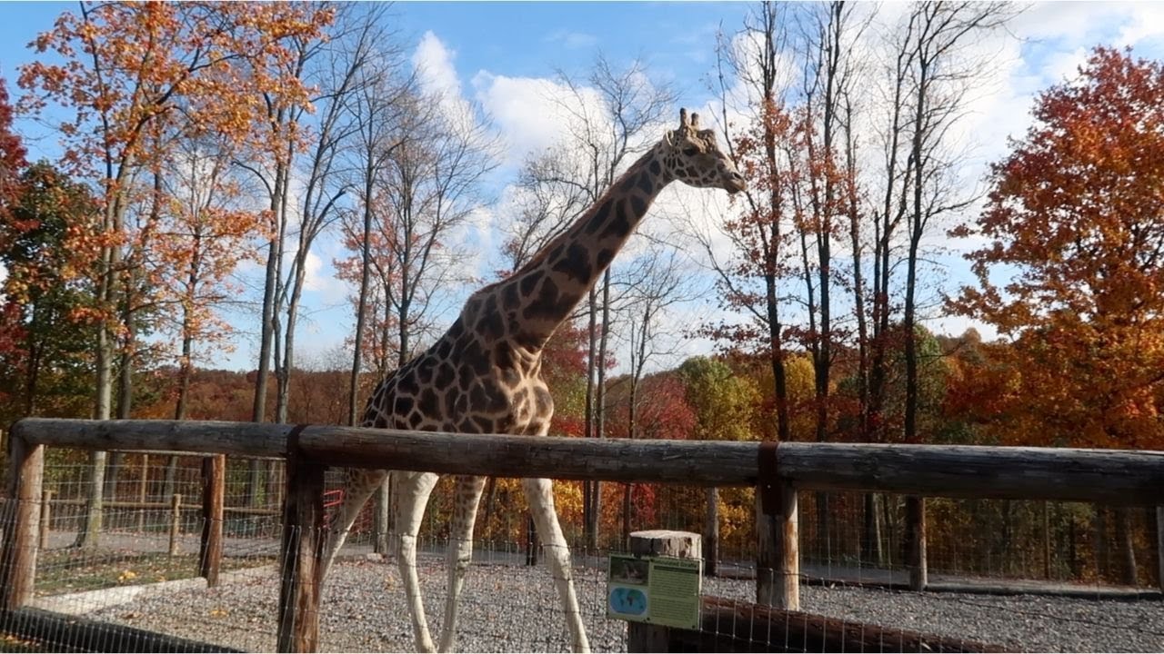 Hovatters Wildlife Zoo West Virginia Fun Fall Day